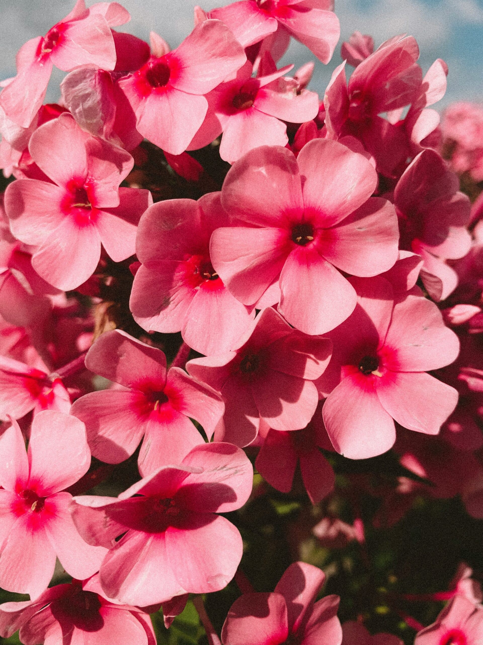 Geranium