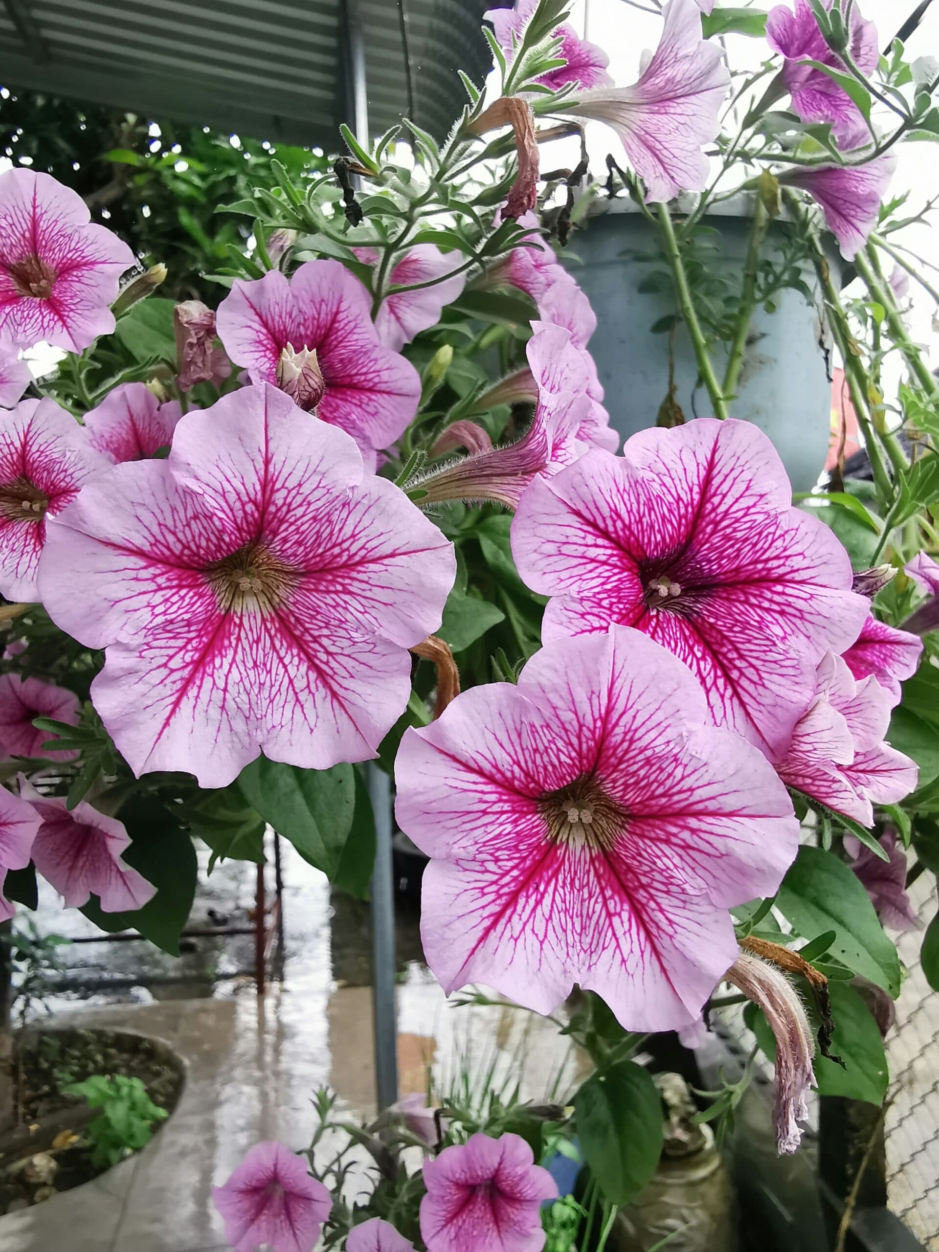 Petunia